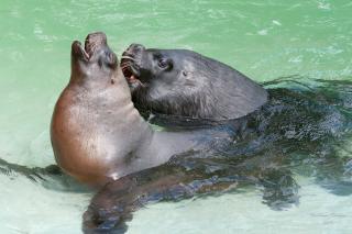 Tierischer Junggessellinnenabschied