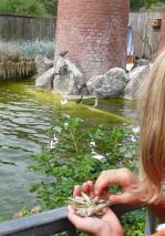 Kind füttert Vögel mit kleinen Fischen