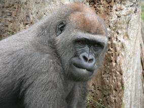 Gorilla