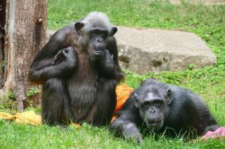Sie zählen zu den älteren Zoobewohnern: Die Schimpansen im Zoo Heidelberg. Schimpansenweibchen Lulu (l) und Heidi (r) sind rund 50 Jahre alt. Sie zählen zu den älteren Zoobewohnern: Die Schimpansen im Zoo Heidelberg. Schimpansenweibchen Lulu (l) und Heidi (r) sind rund 50 Jahre alt.