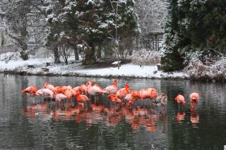 Zoo im Winter