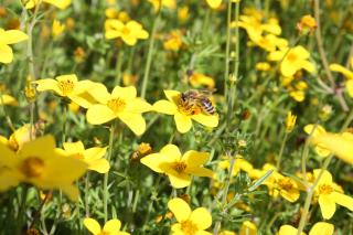 Biene als Bestäuber