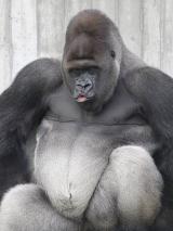 Bobo, der Gorilla wünscht frohe Weihnachten!