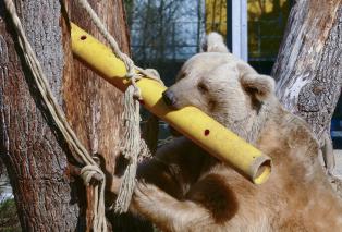 Syrischer Braunbär mit Beschäftigungs-Röhre im Zoo Heidelberg. In der Rühre haben die Tierpfleger Futter versteckt, das nur durch Schütteln der Röhre aus den Löchern fällt. (Foto: Petra Medan/Zoo Heidelberg)