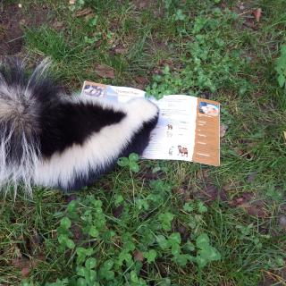 Ein Stinktier liest scheinbar in einem Buch