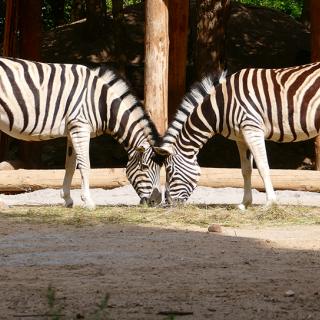 Die Streifen der Zebras sehen zwar aus wie eine lustige Verkleidung, haben aber tatsächlich einen Sinn...